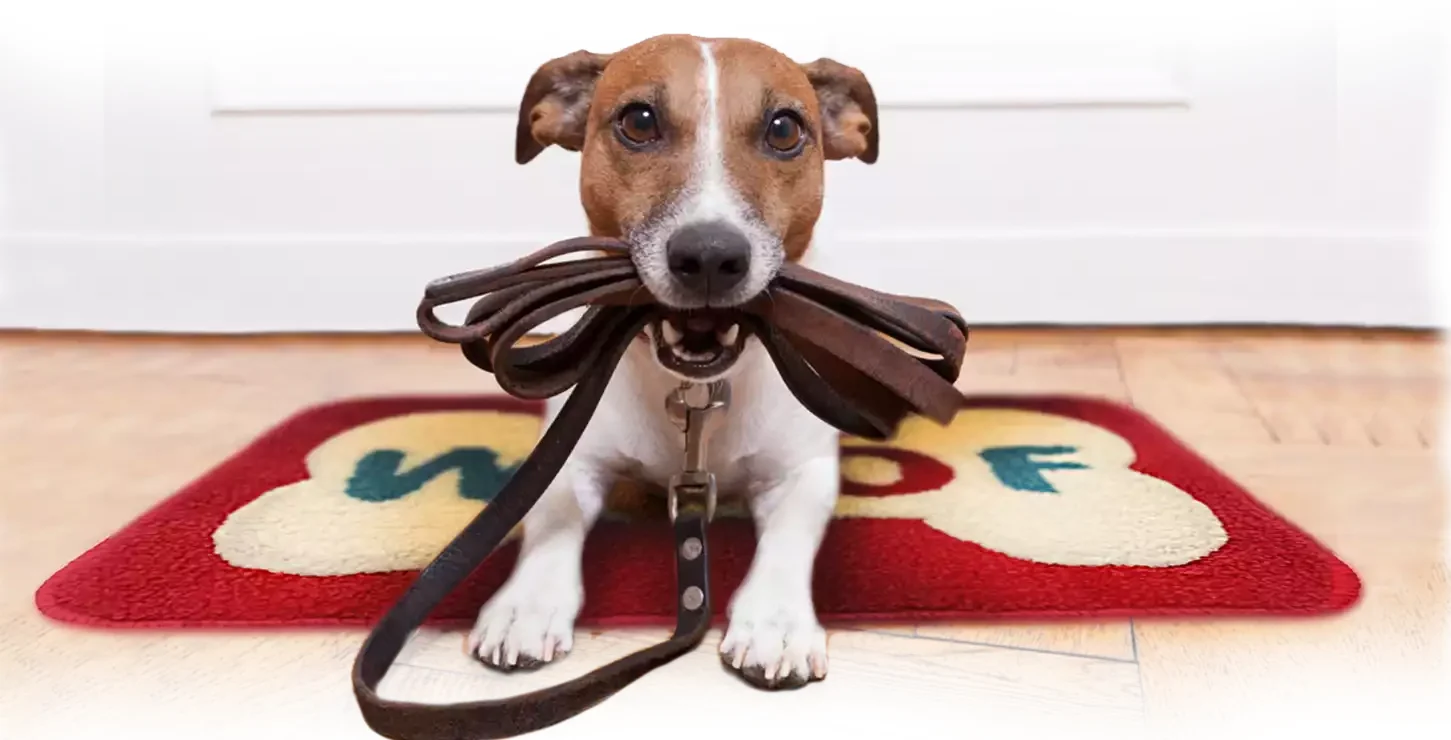 Creativa Pets